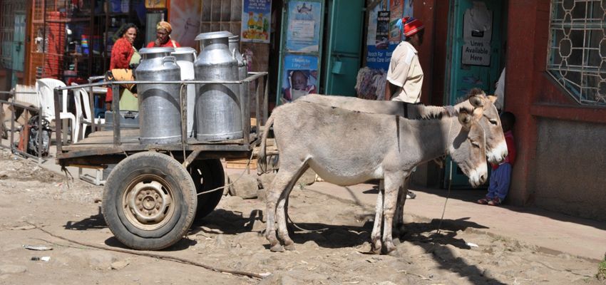 Donkey Cart